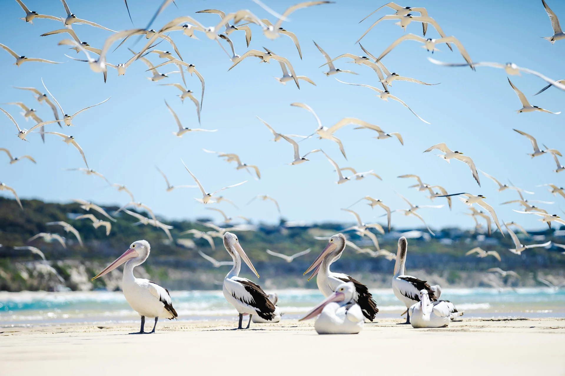 Birdwatching