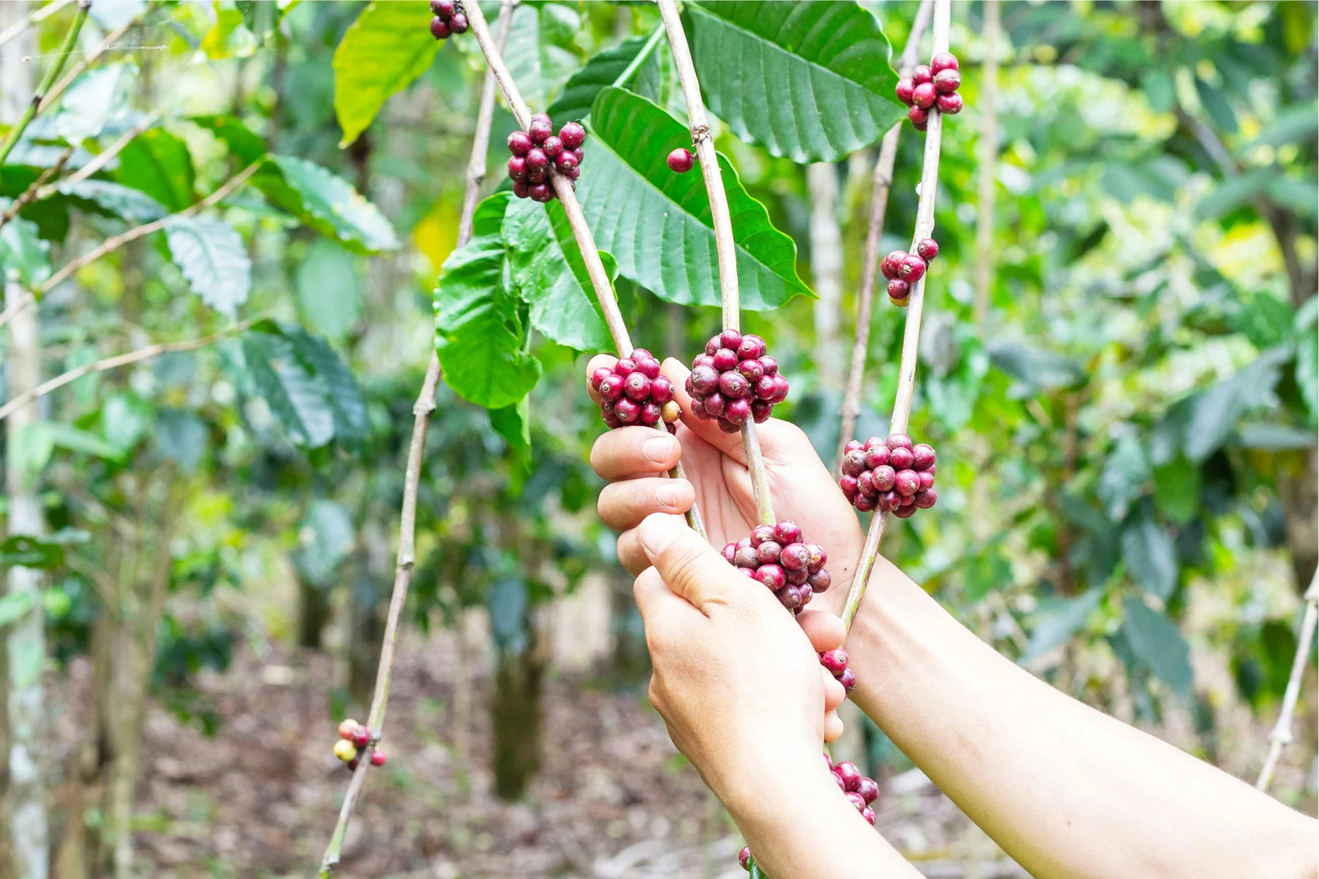 Boquete Coffee Tour