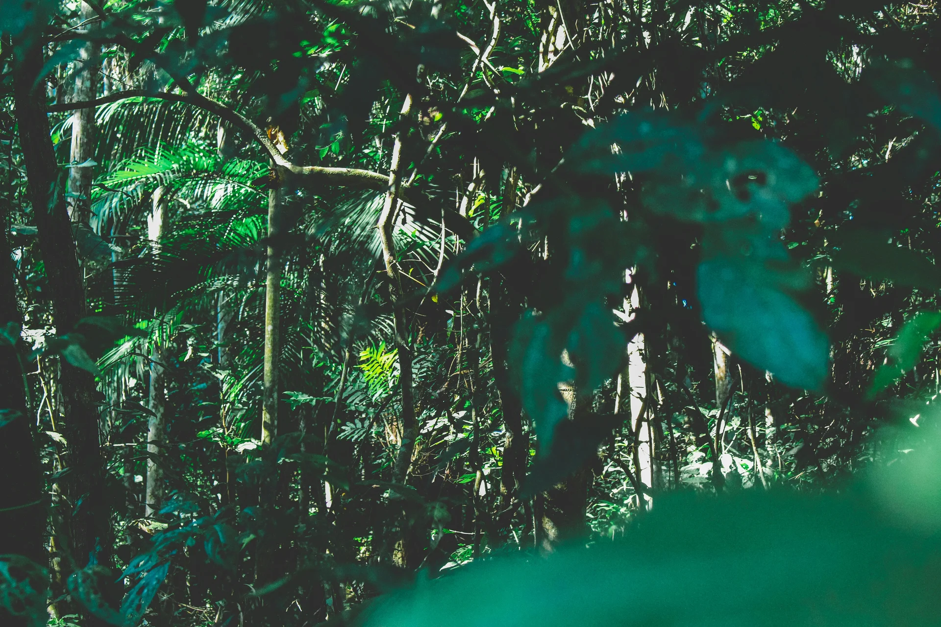 Rainforest Hiking