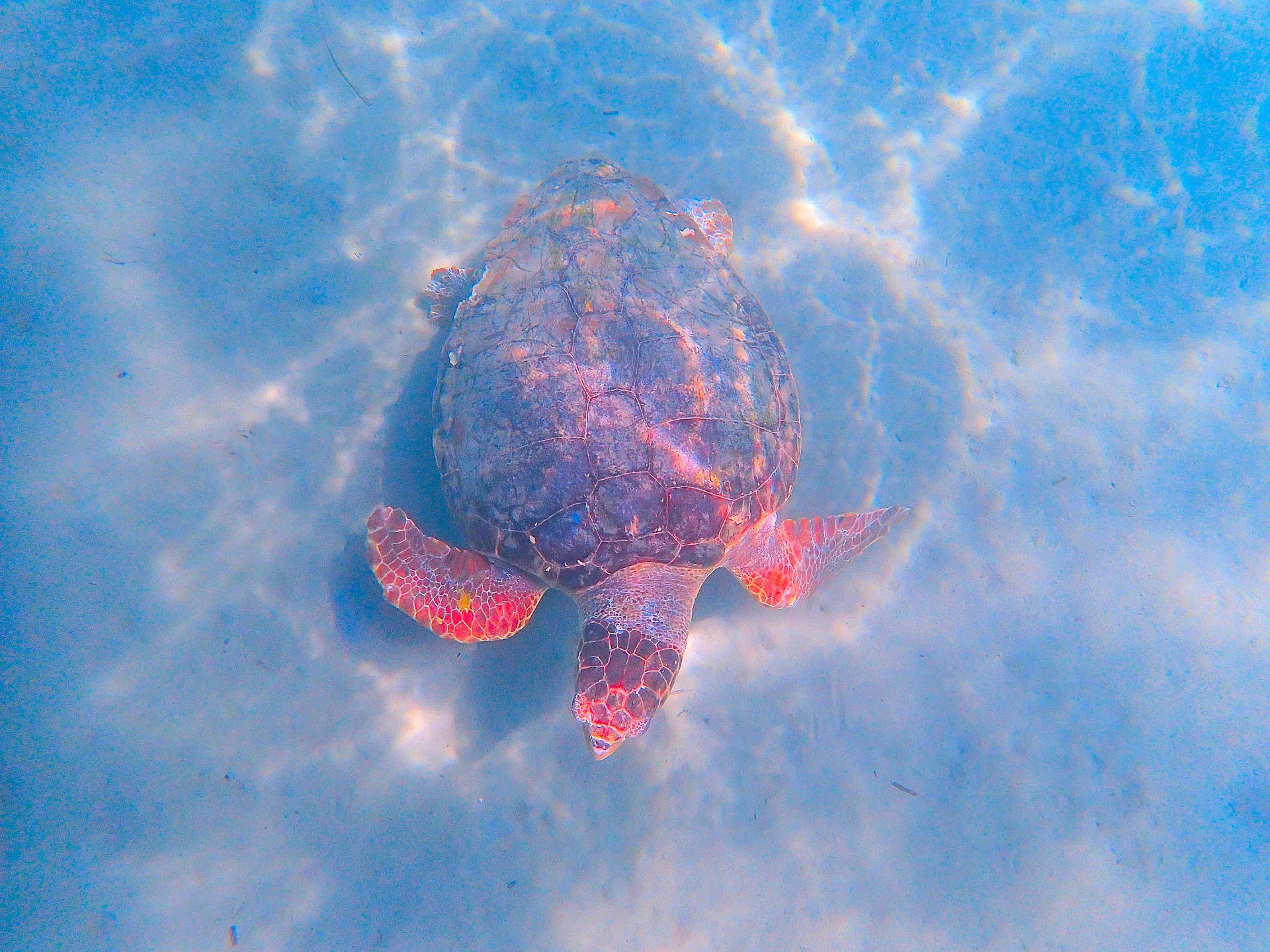 Snorkeling & Diving