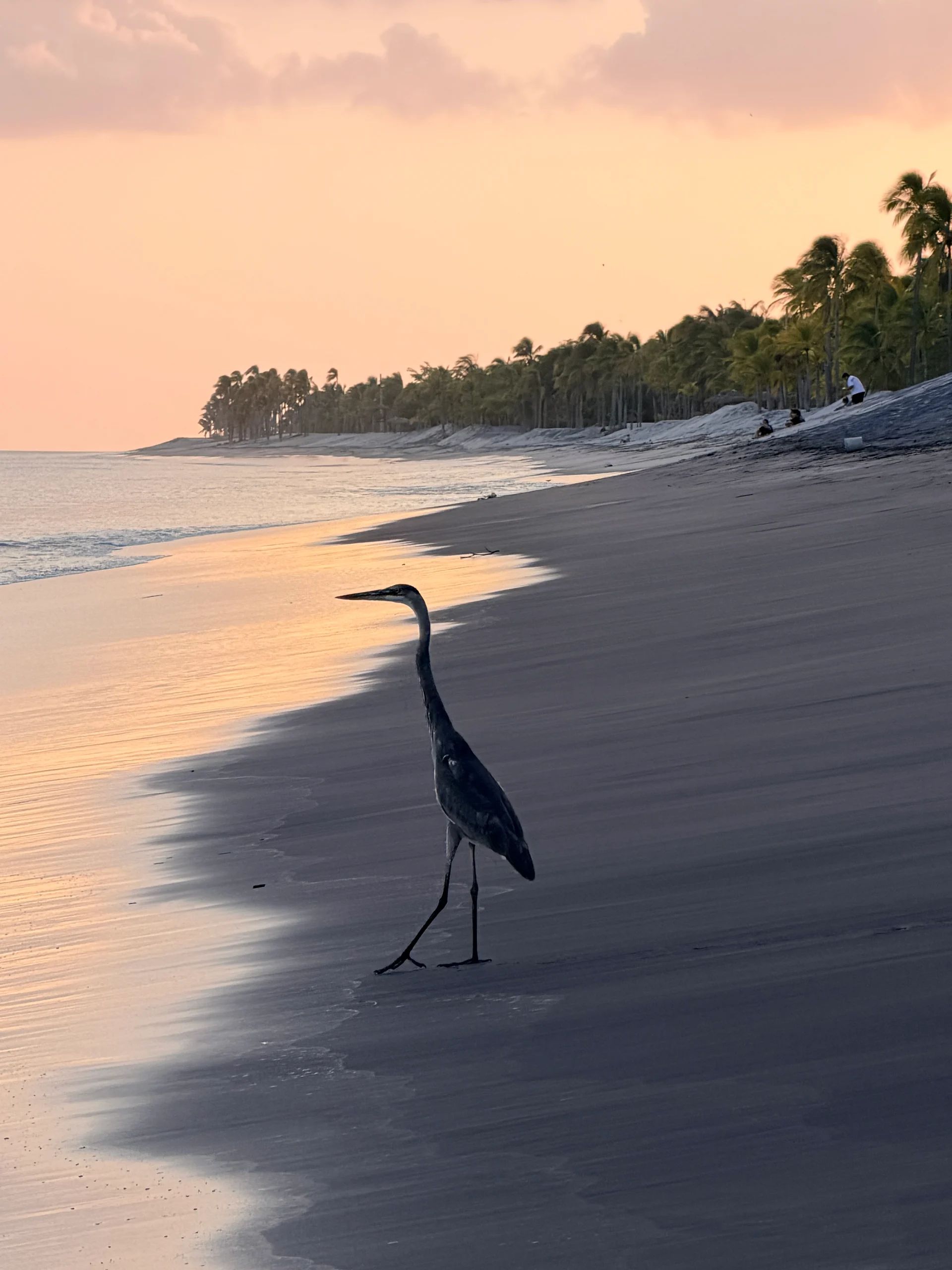 Great blue heron on a sandy beach at sunset.