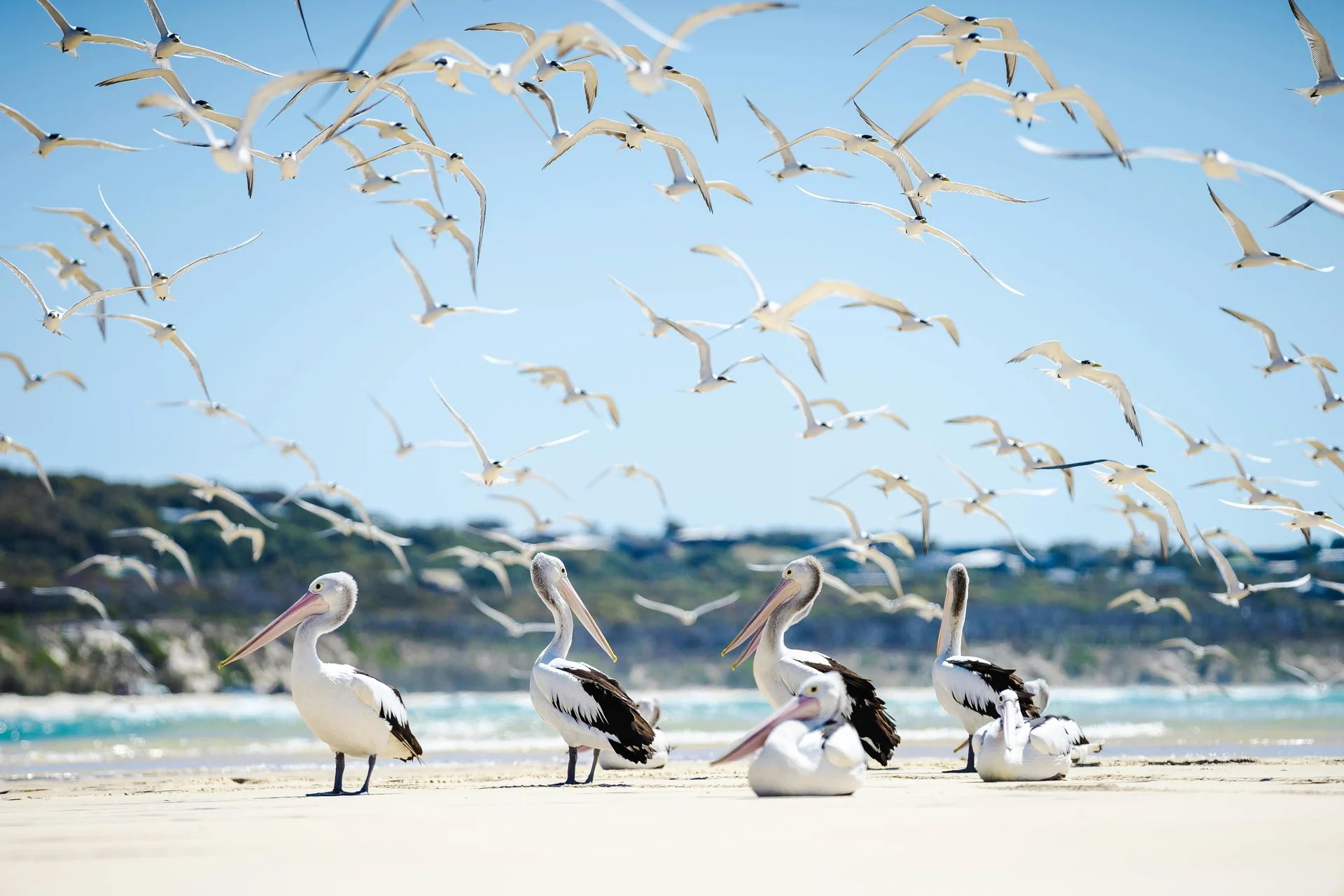 Birdwatching